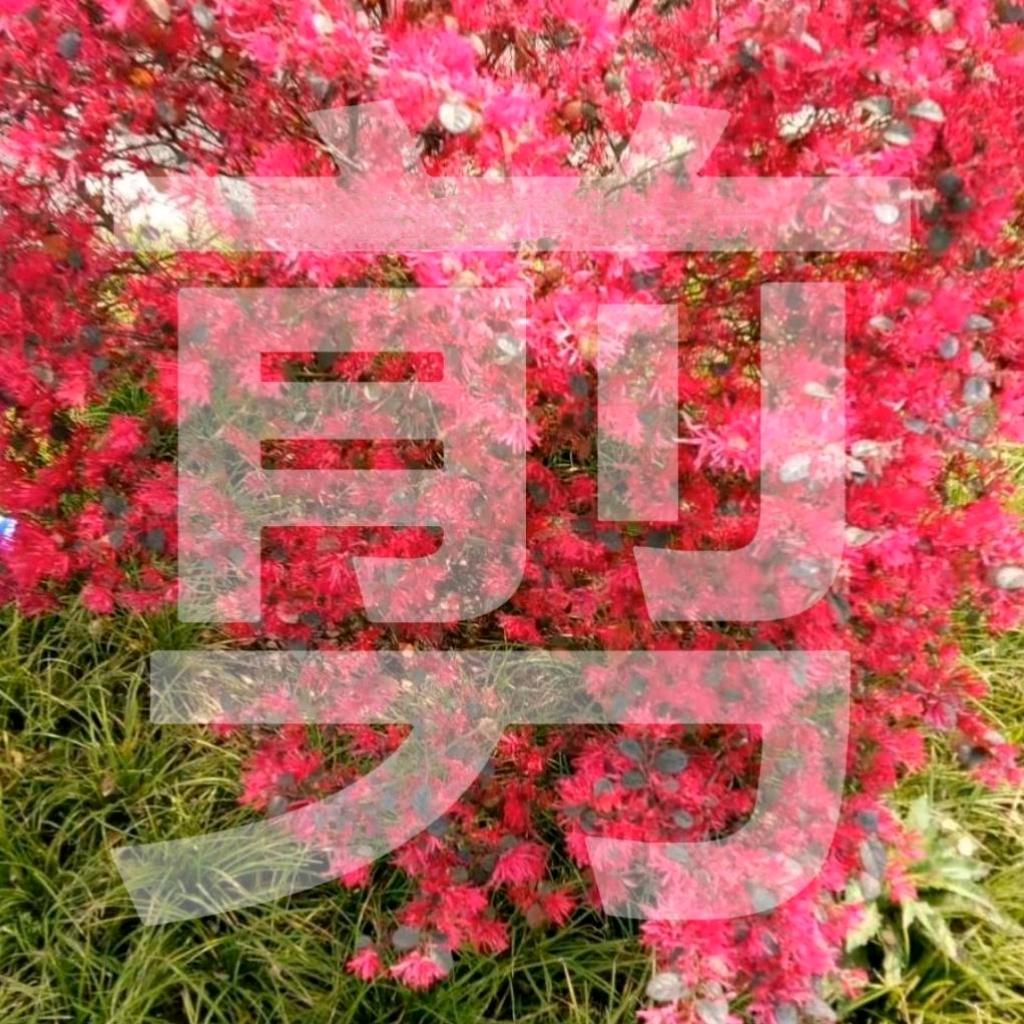 飞扬跋扈剪辑手