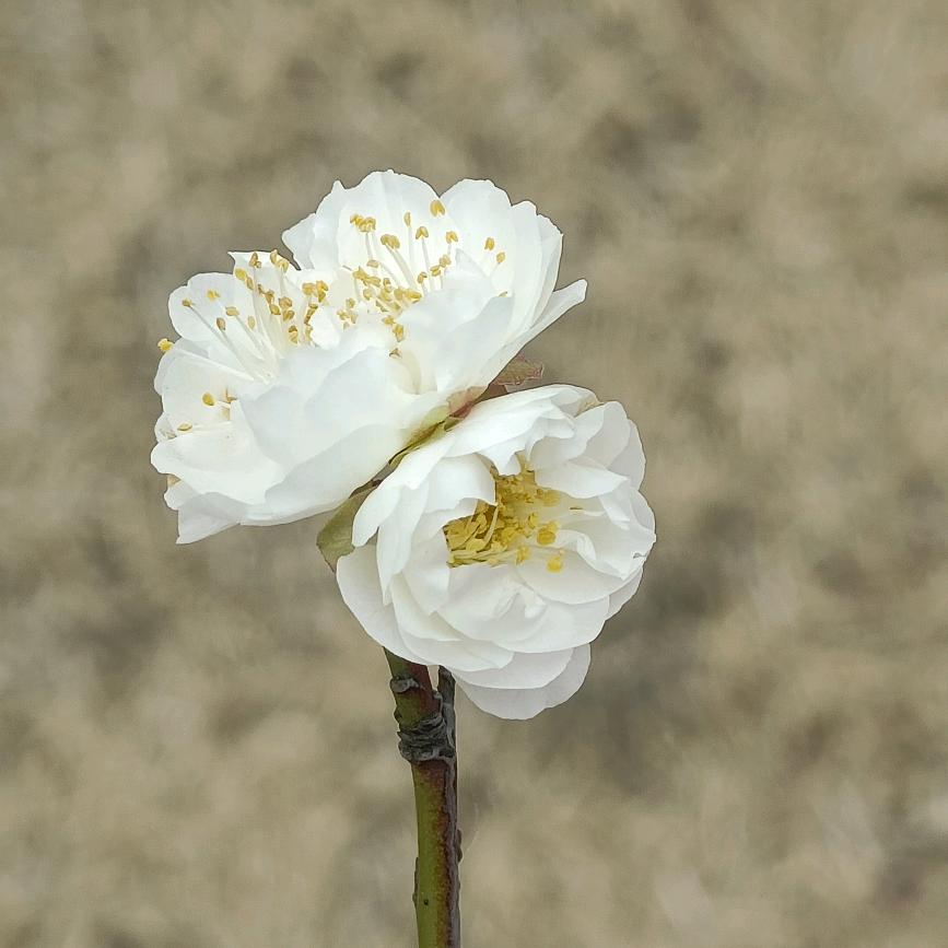 春暖花开了