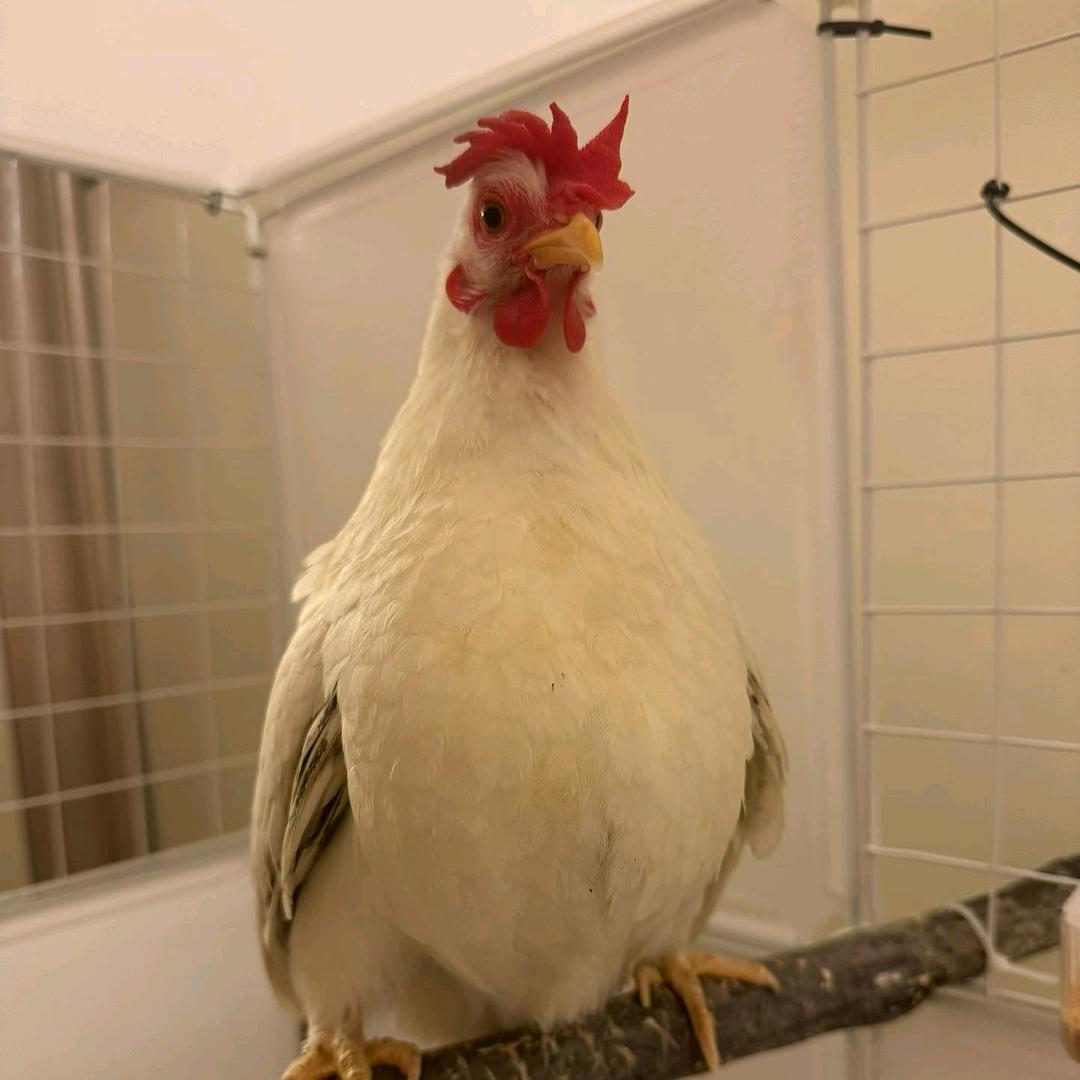散修