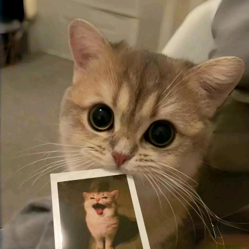 哈哈对呀