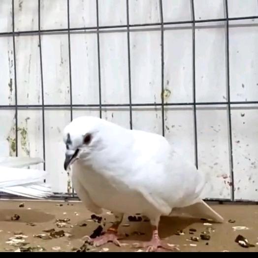 和田 dam dar  🐦🐦