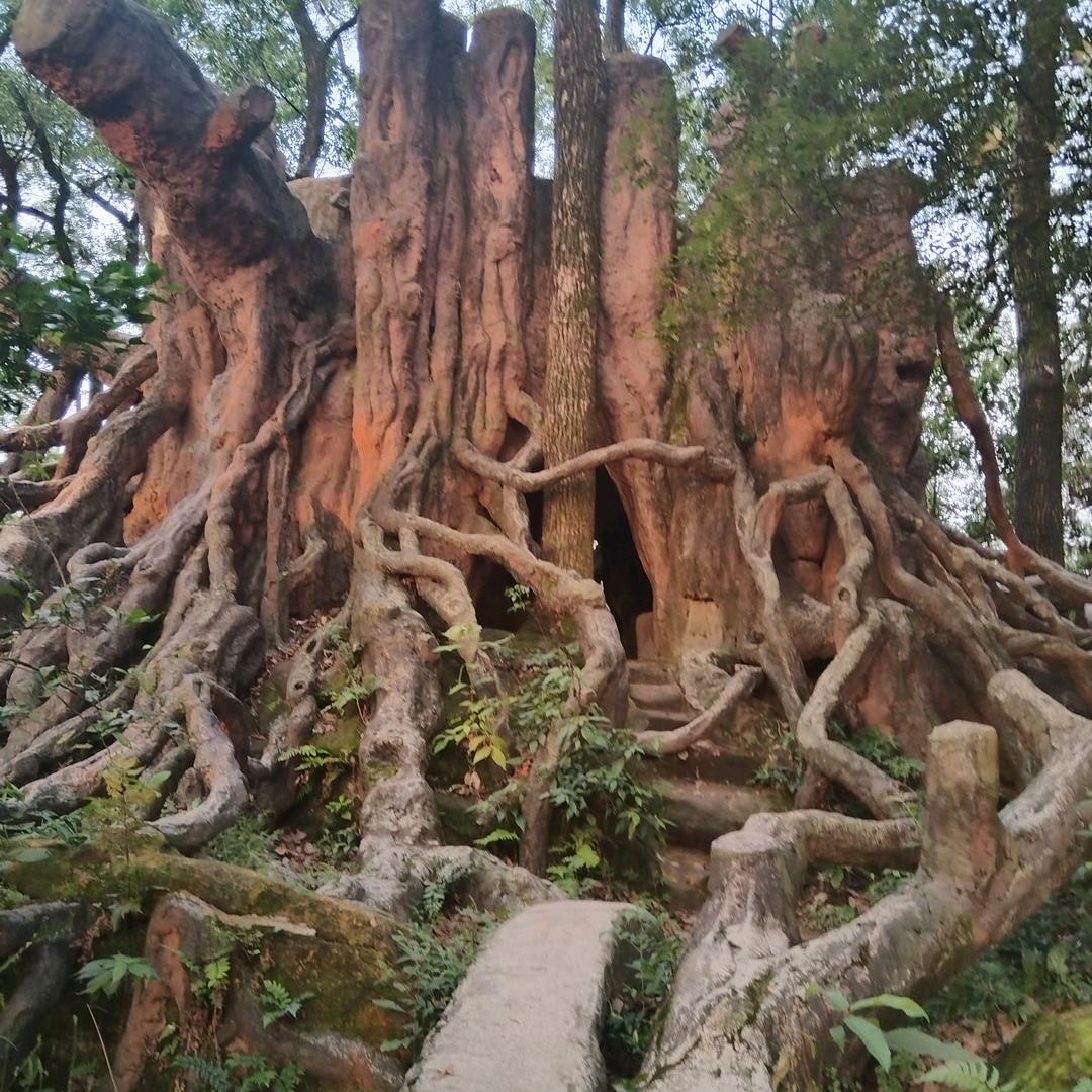 萍