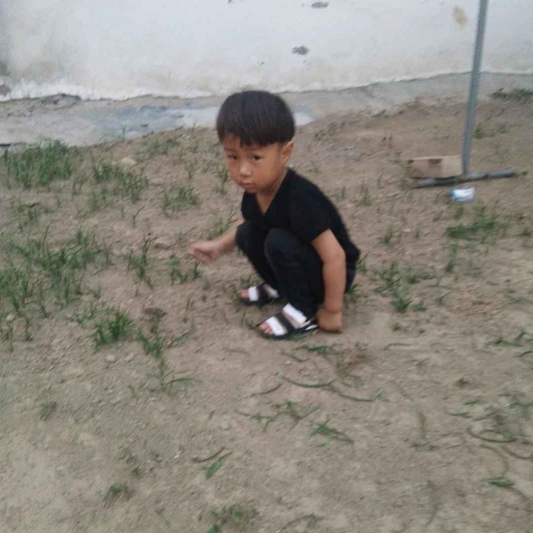 西北狼