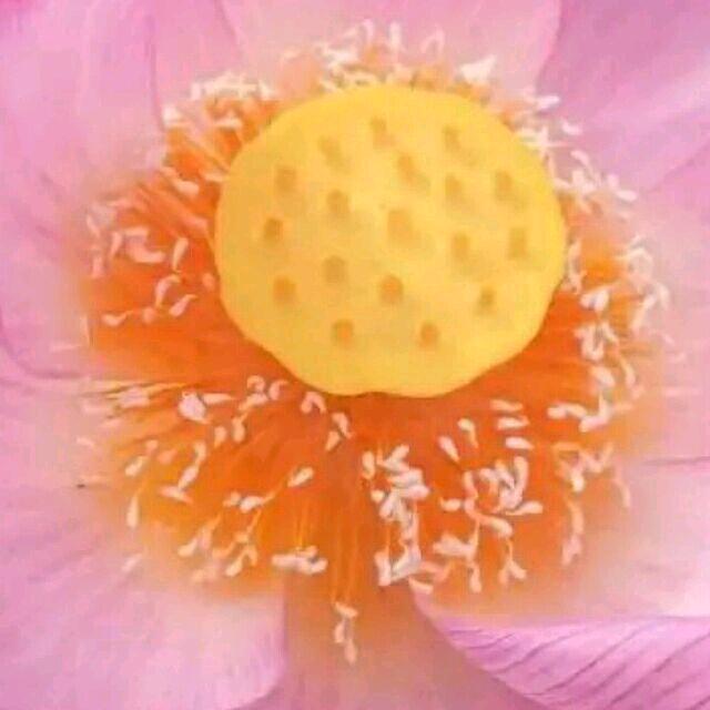 开心果