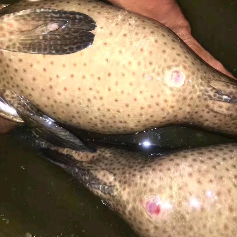 西沙群岛野生斑类母鱼场