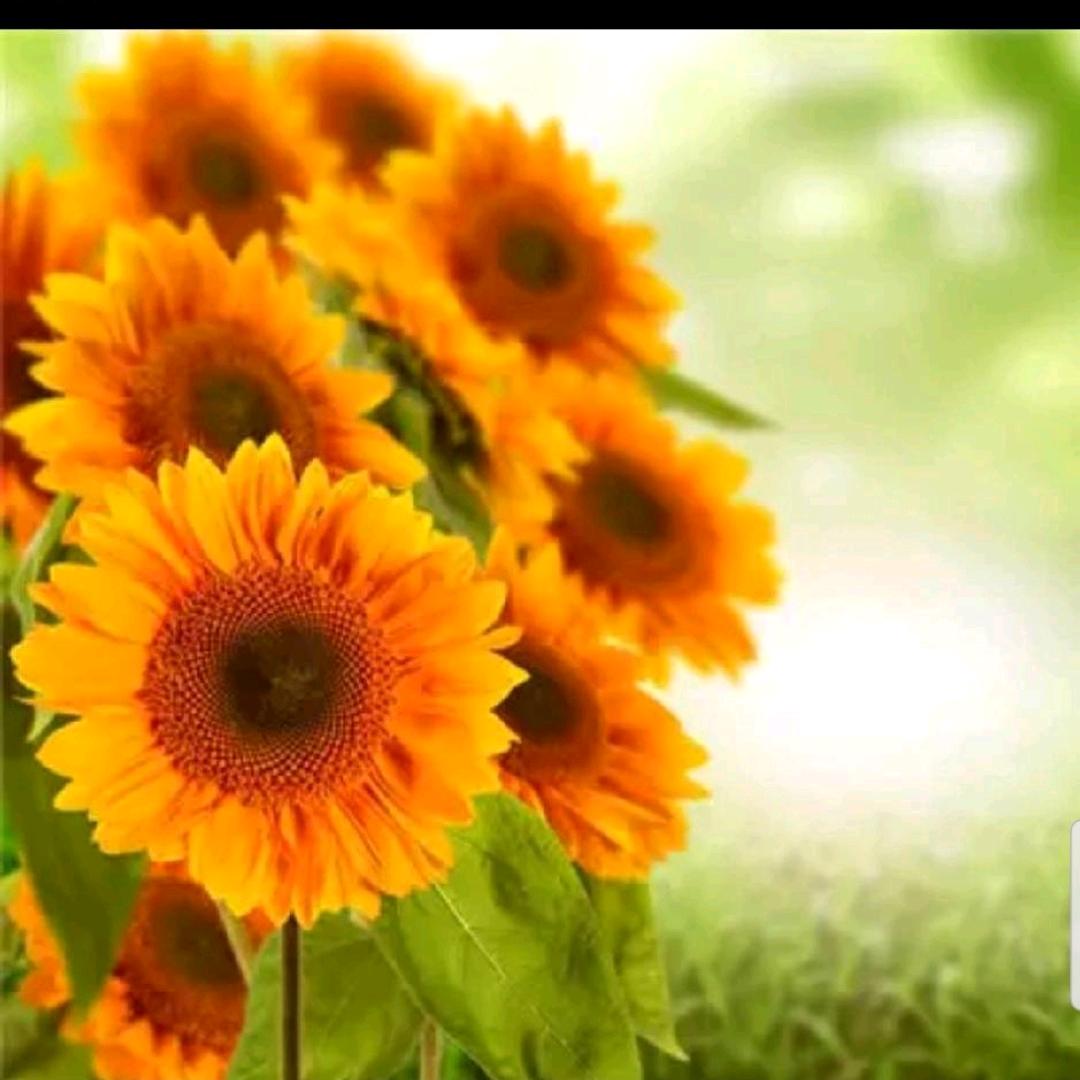 用户408644787蓝天白云3223