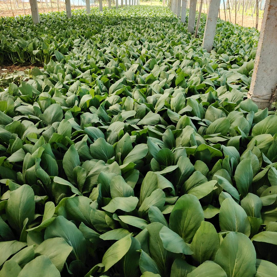 蔬菜种植