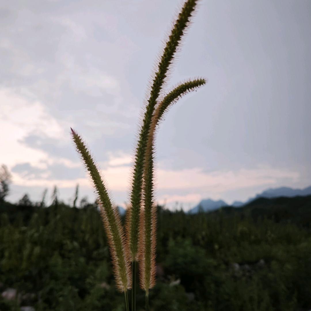 篝火270