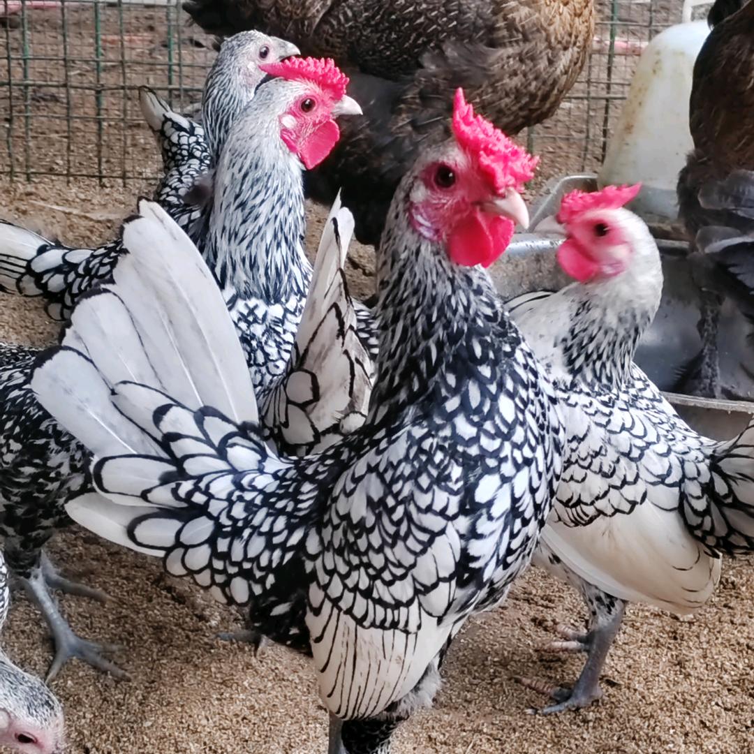 郸城（养殖波兰鸡）小萌宠宠物馆