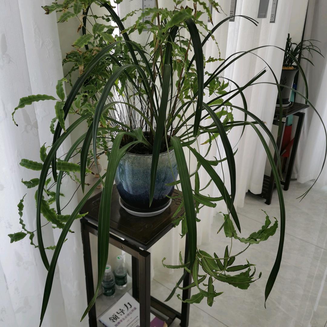 梅花