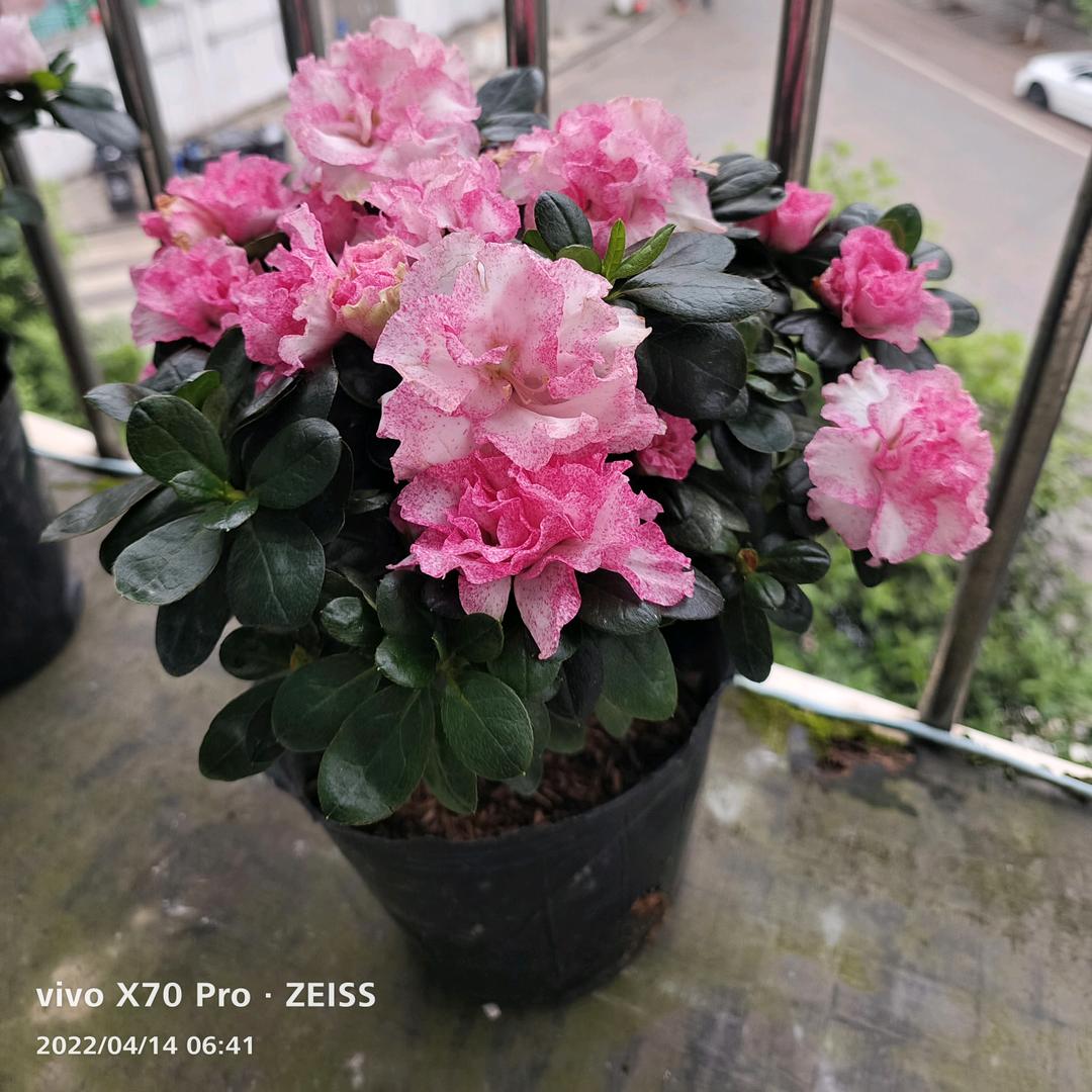 春暖花开