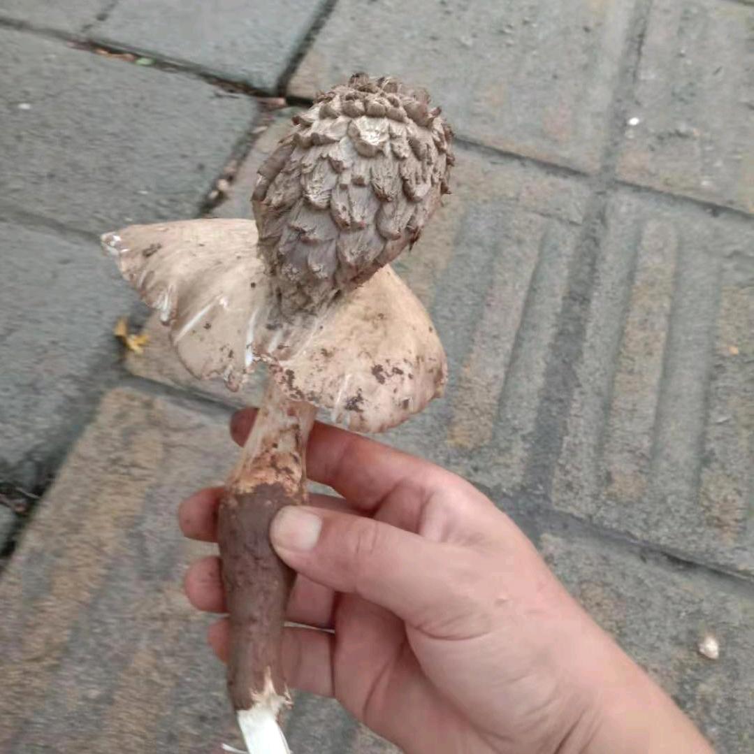 米老鼠（大彭子）