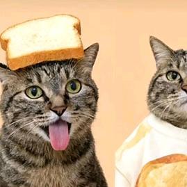 french kitty