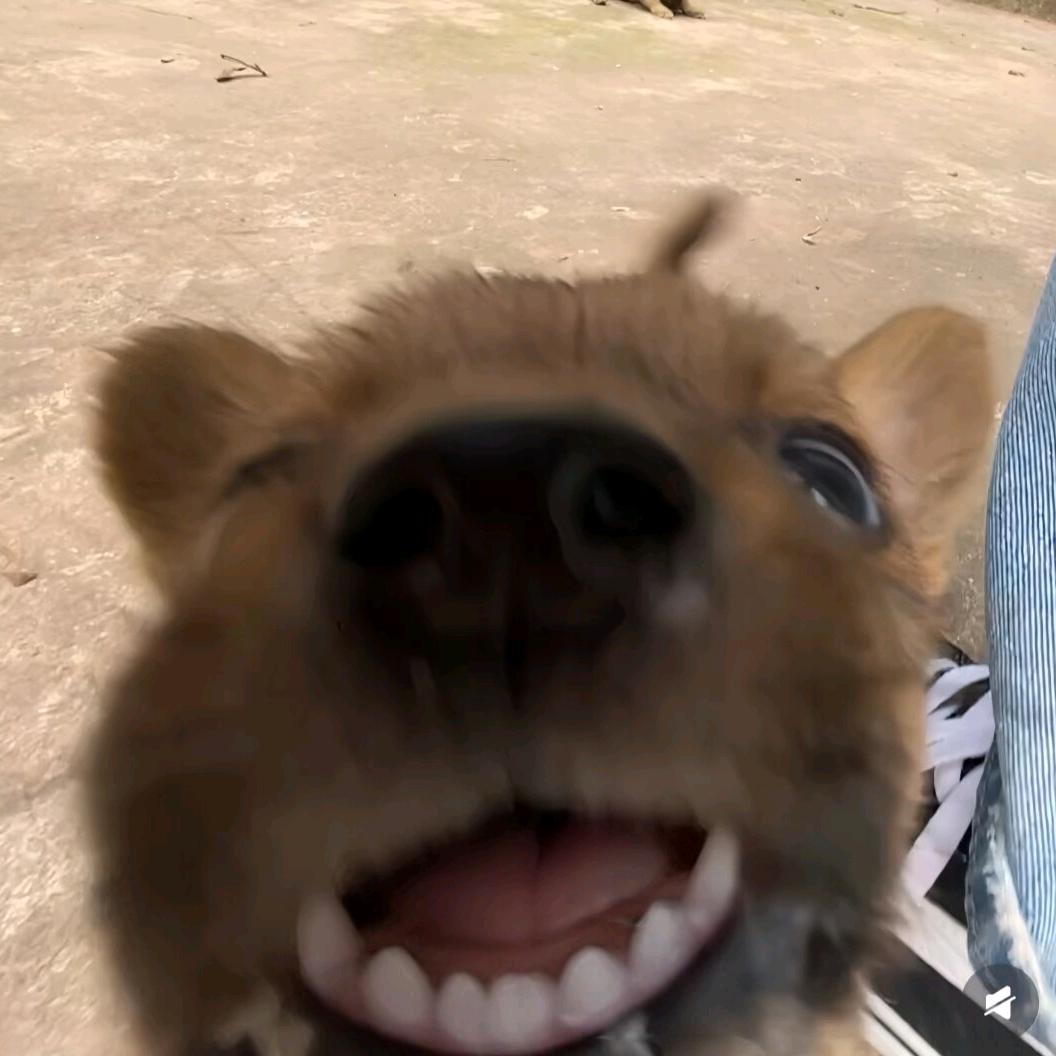 㣻罖