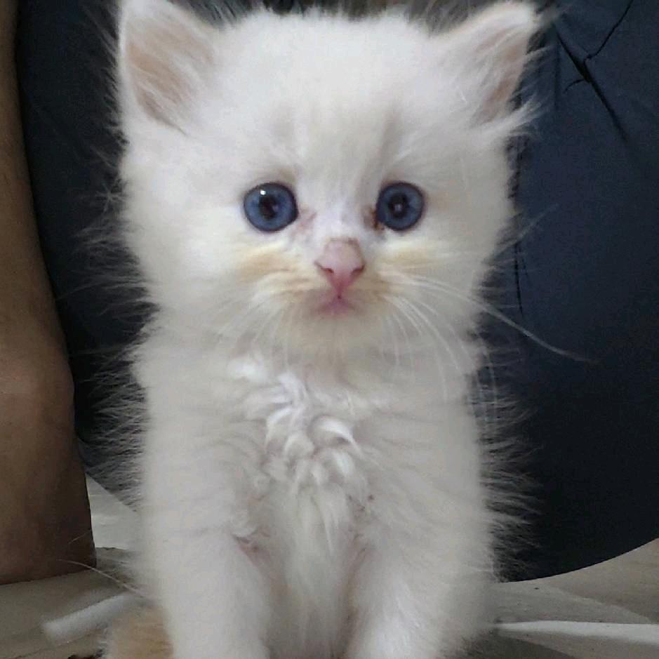 青青草原懒大王