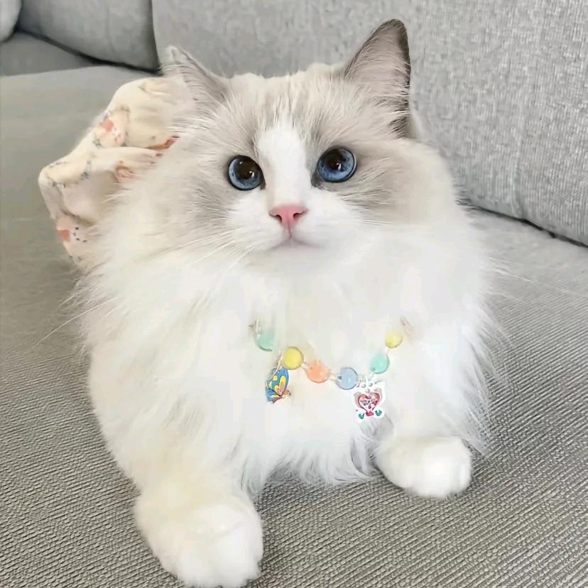 猫咪寄养喂养