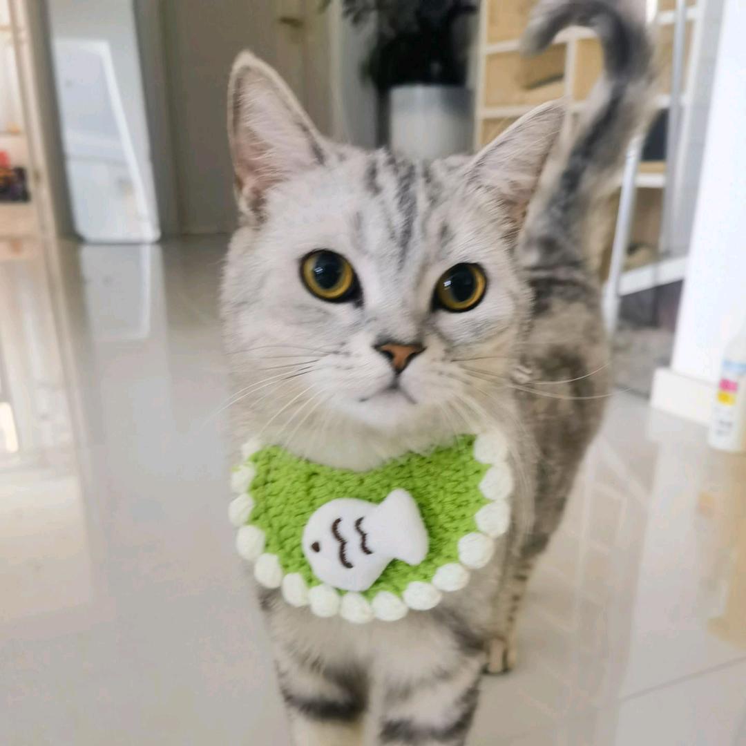 超爱猫条的咪咪大王