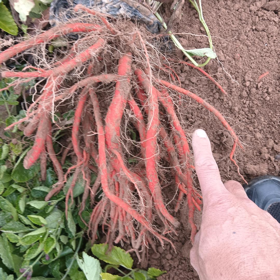 地黄，丹参，黄芩，柴胡等药材代理人