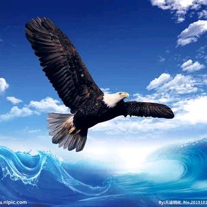 雄鹰霸天下⁵²⁸⁸🌸