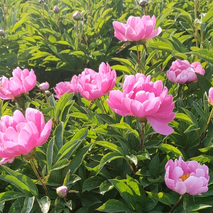 安徽金涛中药材种植有限公司
