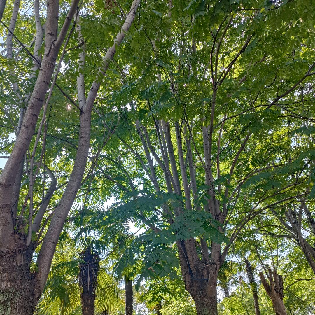 🍋🍋🍋🍋🍋🍋