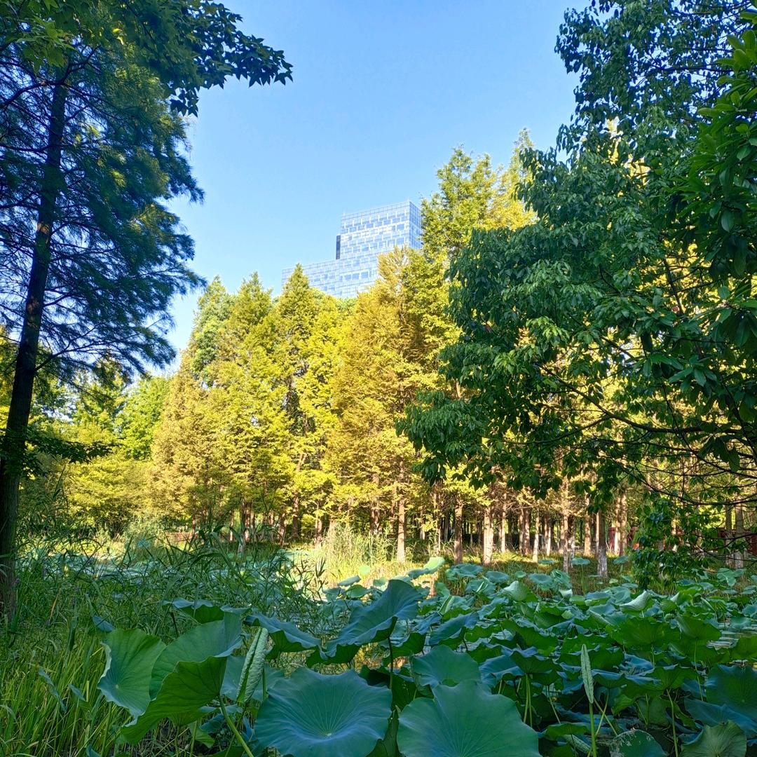 柠檬 ʕ ᵔᴥᵔ ʔ