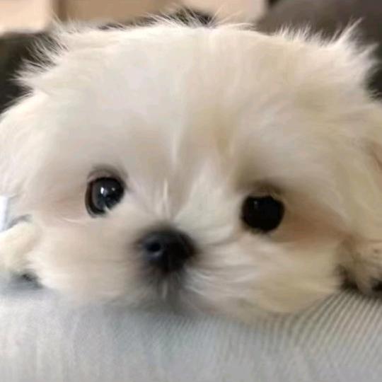 水中月