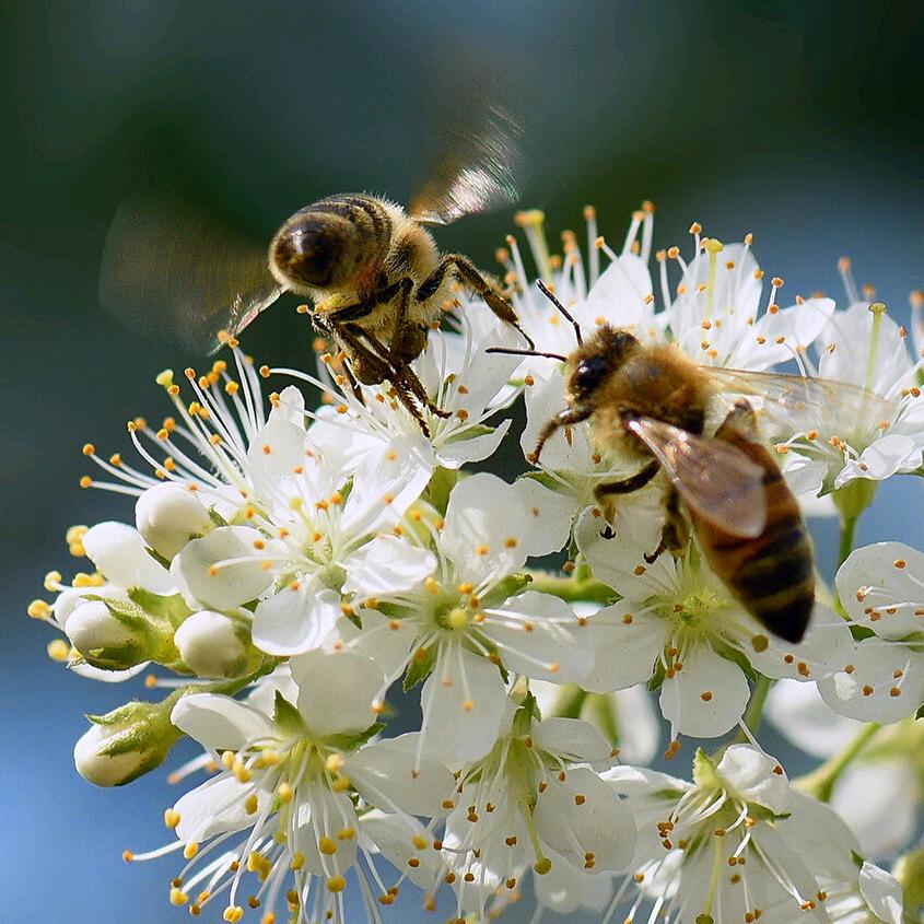 云梦蜜蜂养殖农场
