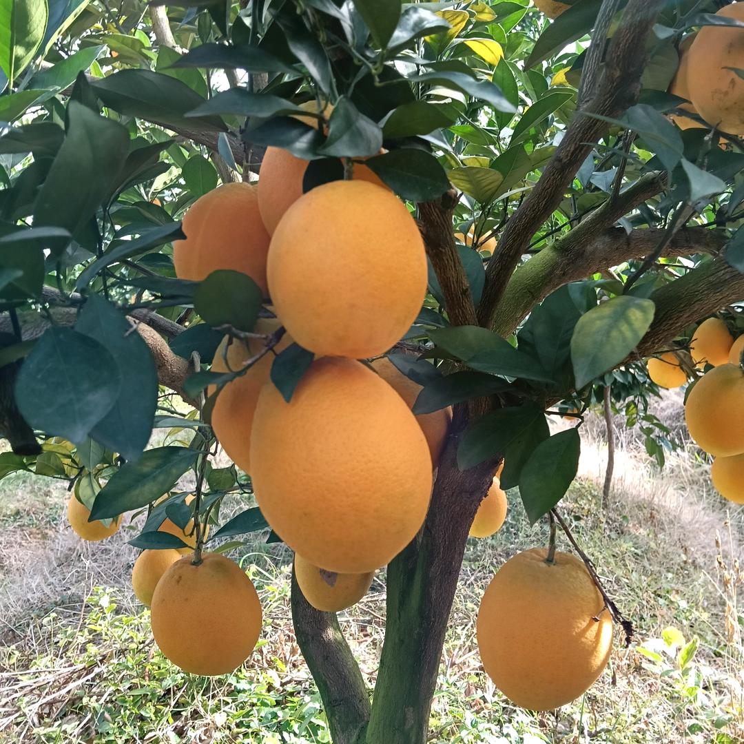 俊杰《地毯水果》