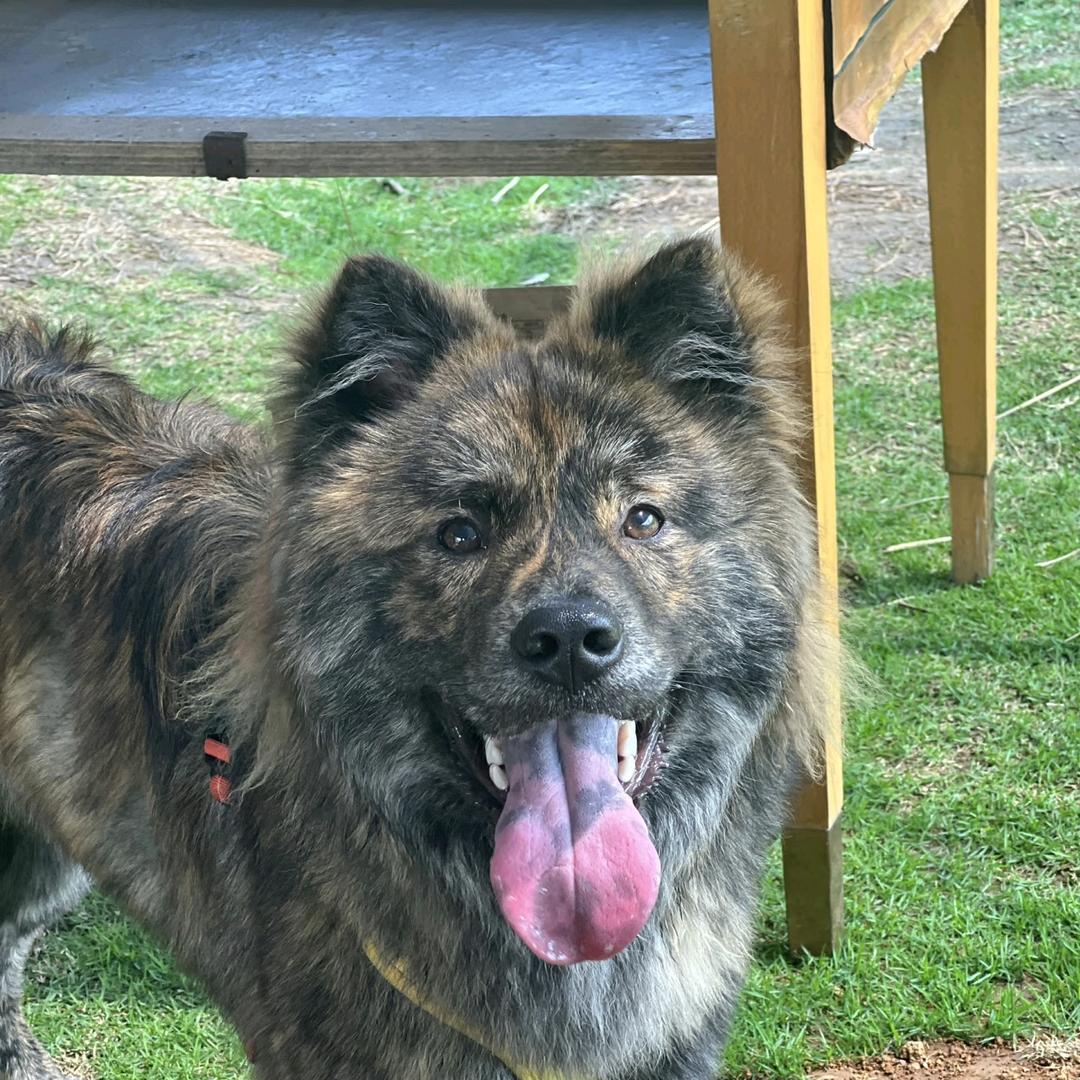 江门狗王（代淘中华田园犬）