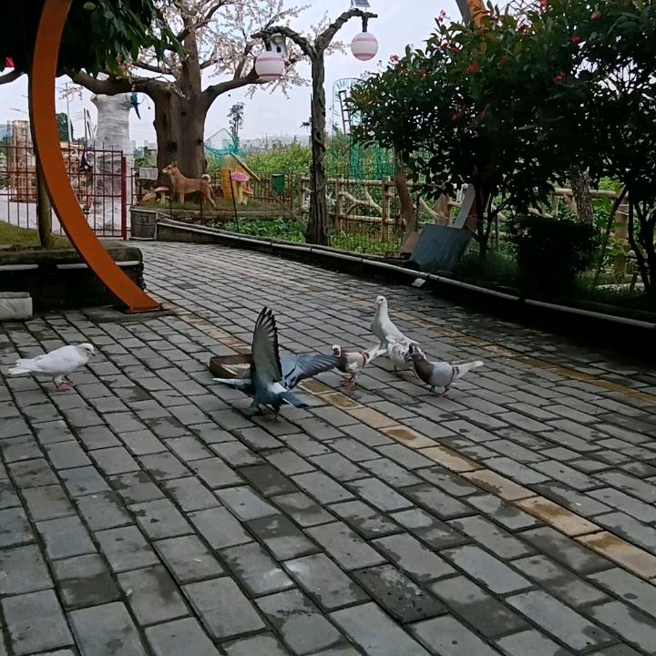 奋斗的老顾