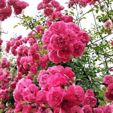 梅兰菊