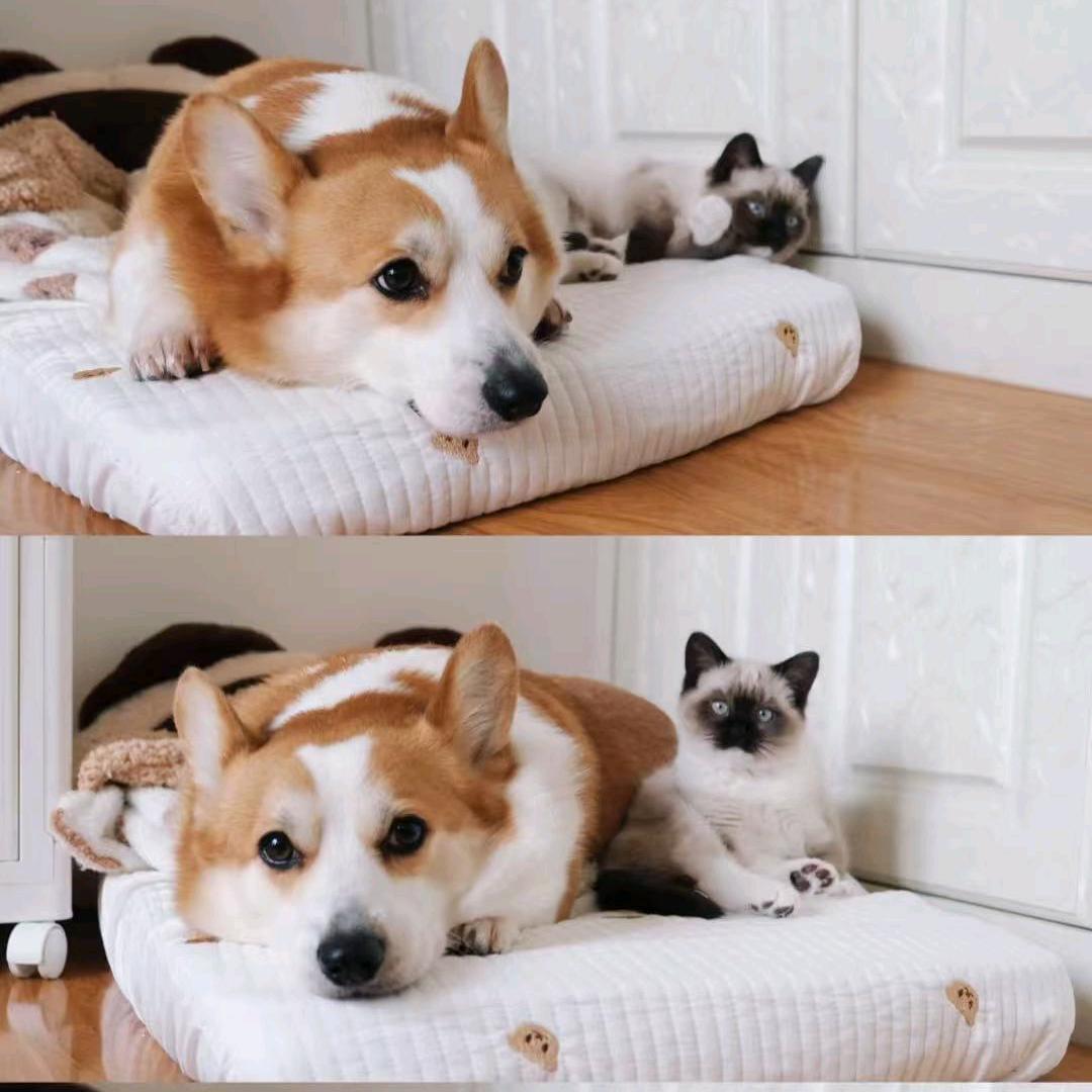 昆明宠探宠物服务有限公司