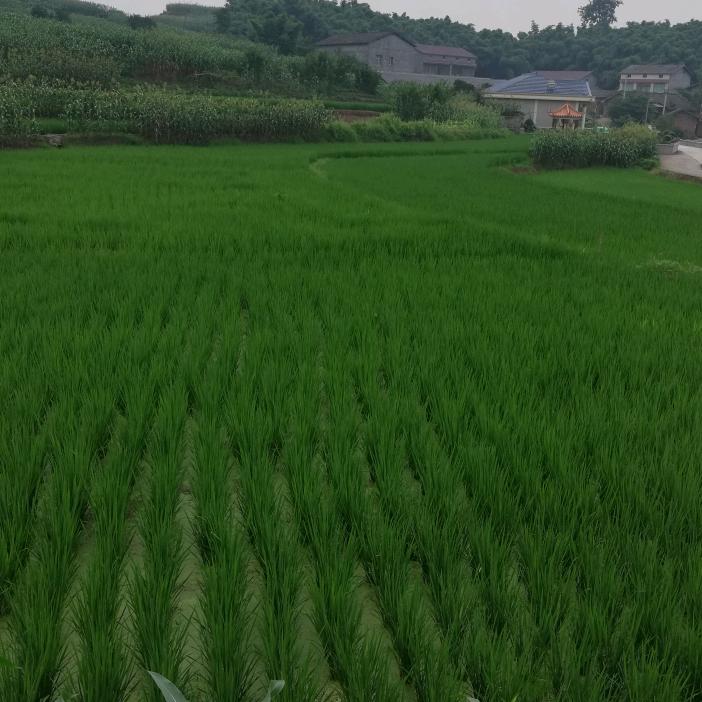 你的发小