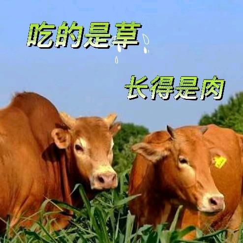 逵逵牛肉