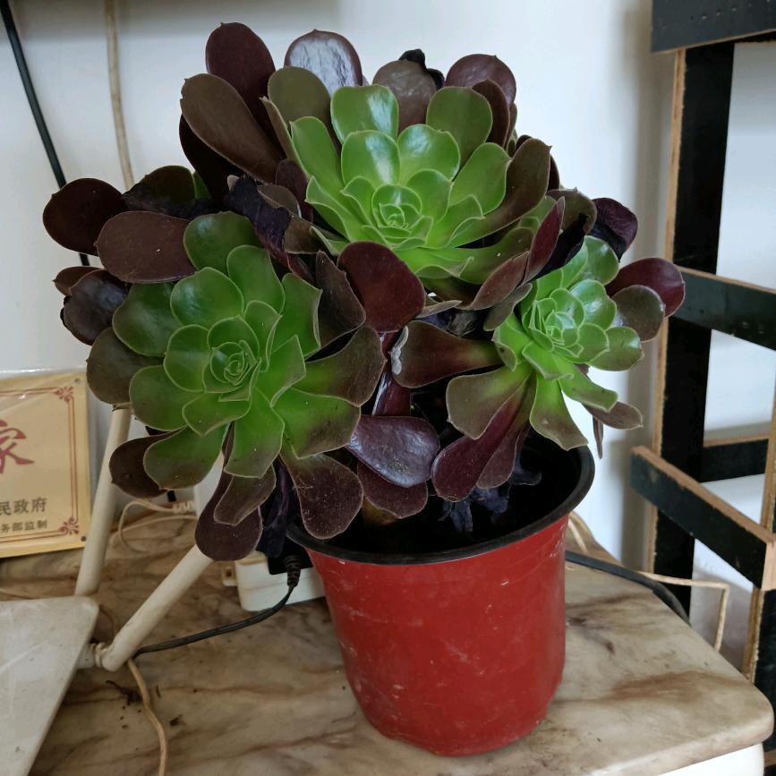 难得糊涂