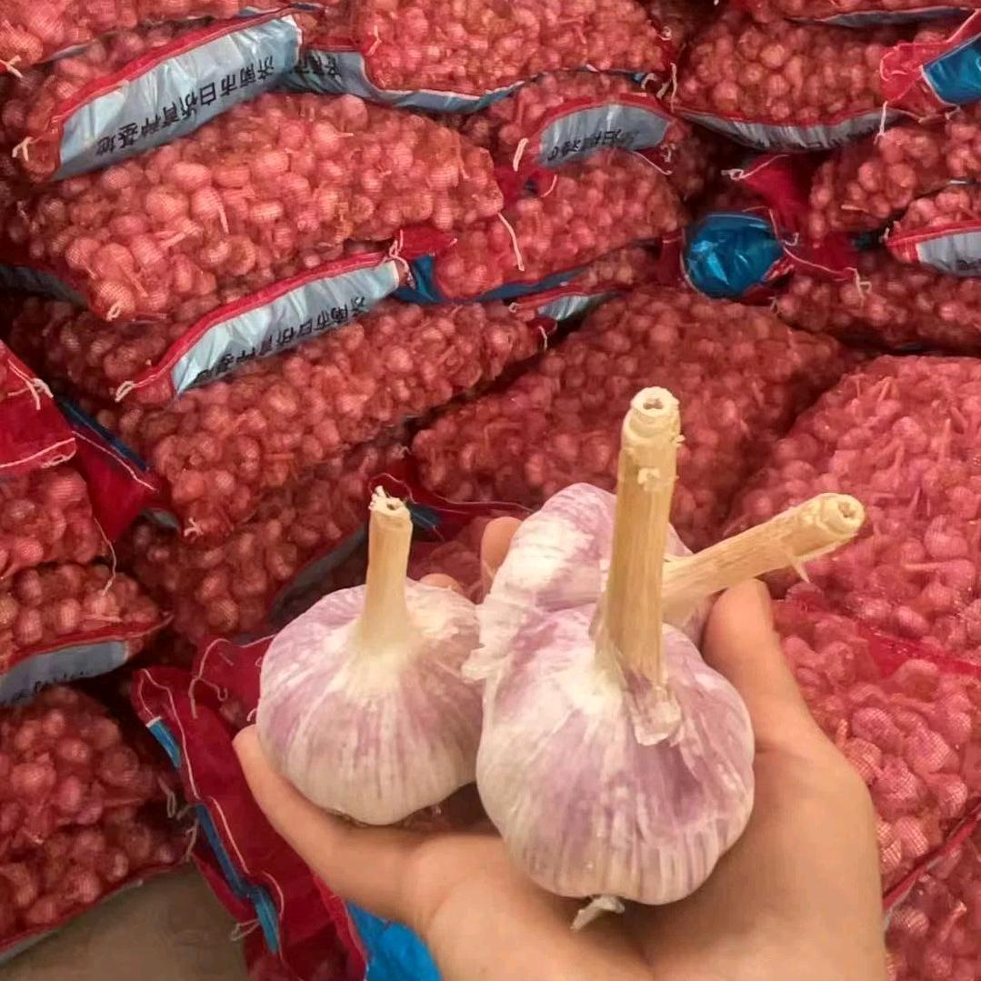 王明口桥头收大蒜卖蒜种。