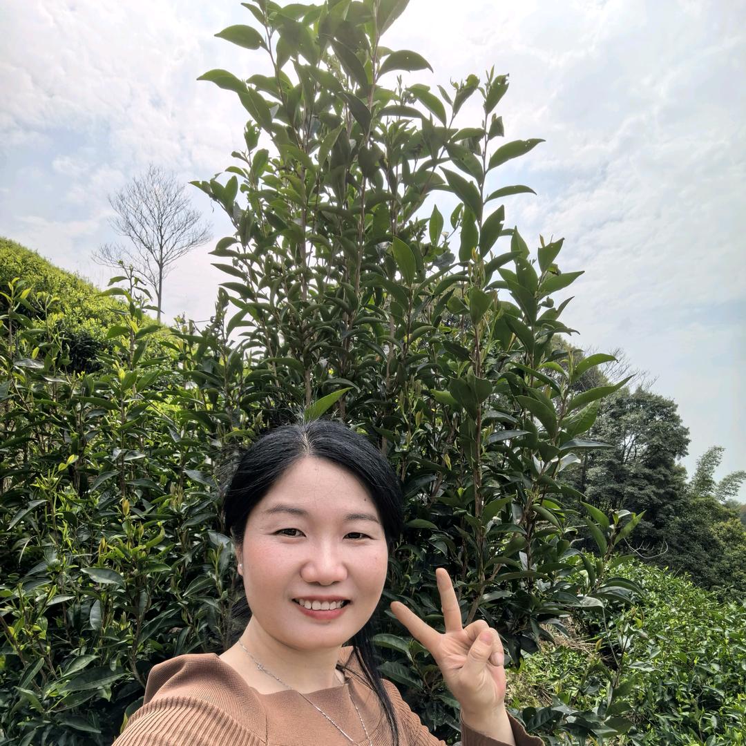 土楼凤凰®单枞茶