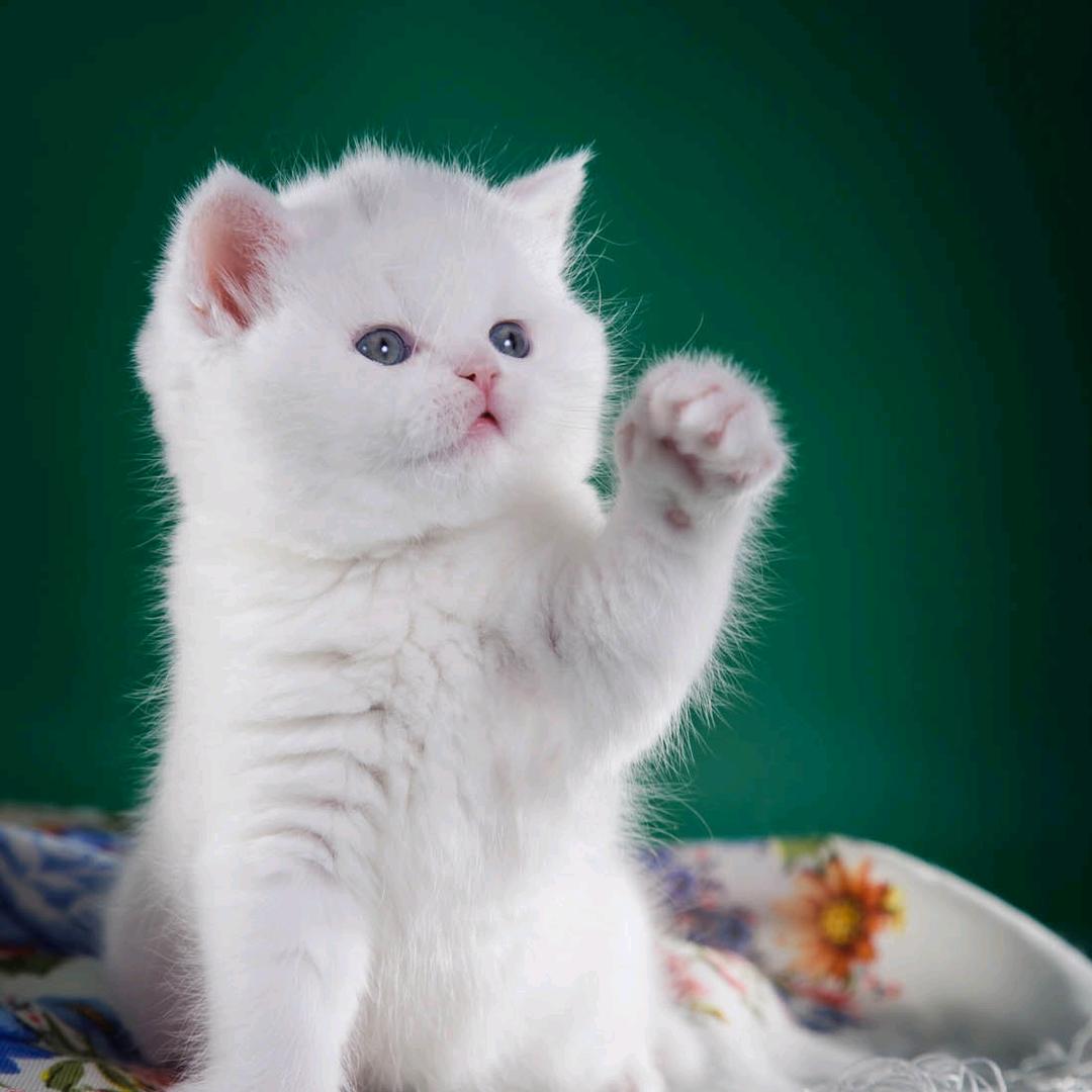 泽恩生物王腾飞