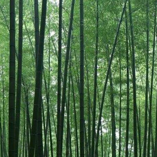 xiangYundoin