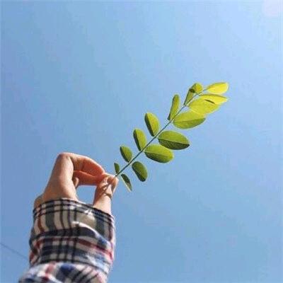 忘忧草24291