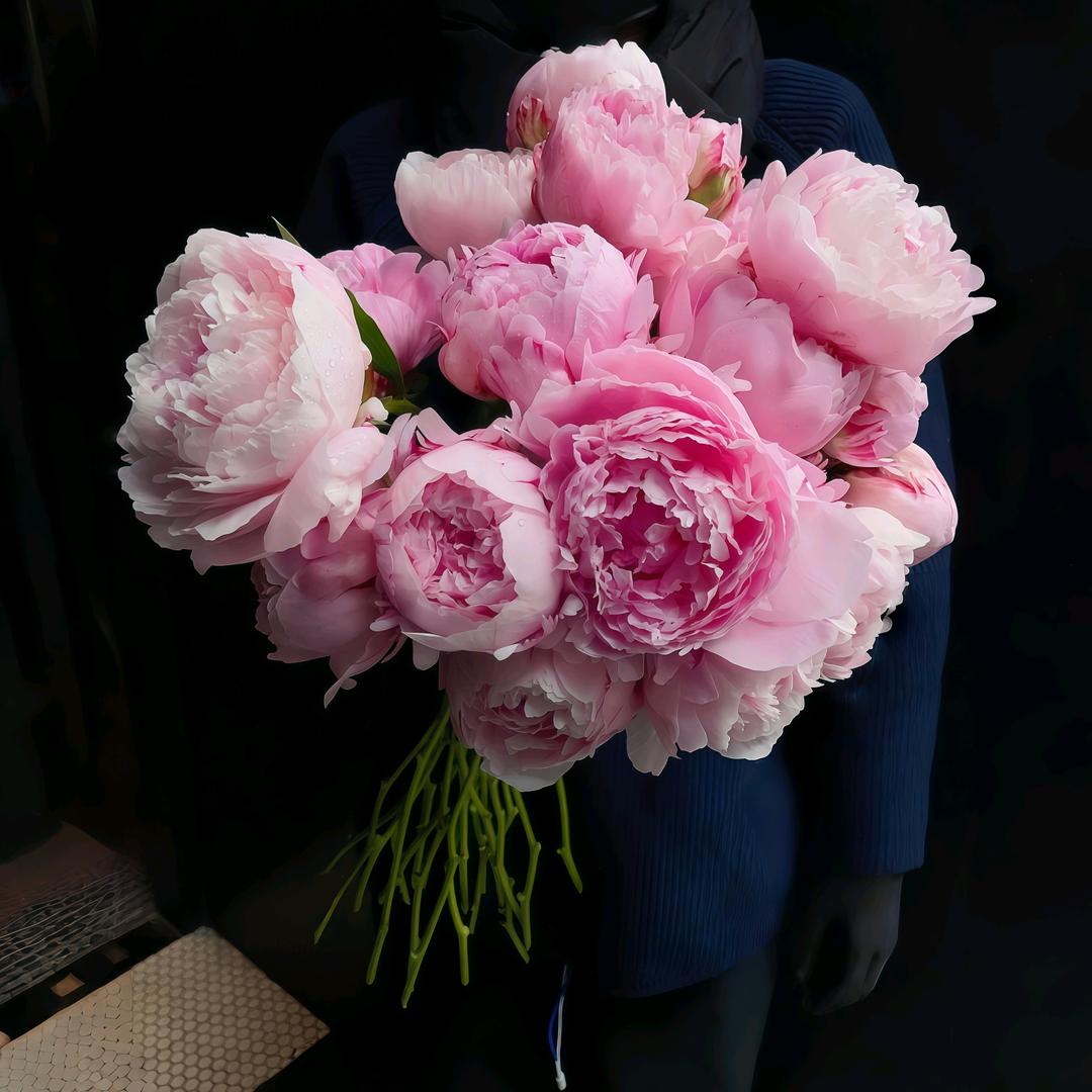 壹树芍香精品苗