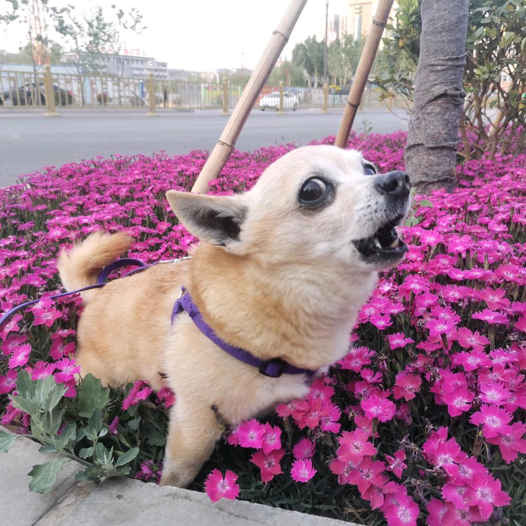 六月鼠-富富有余