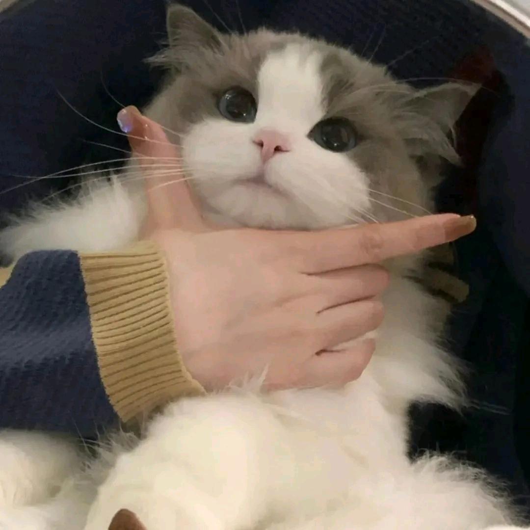心想是陈