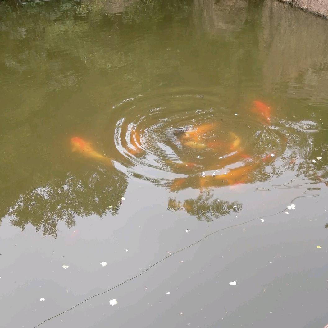 木鱼不是鱼