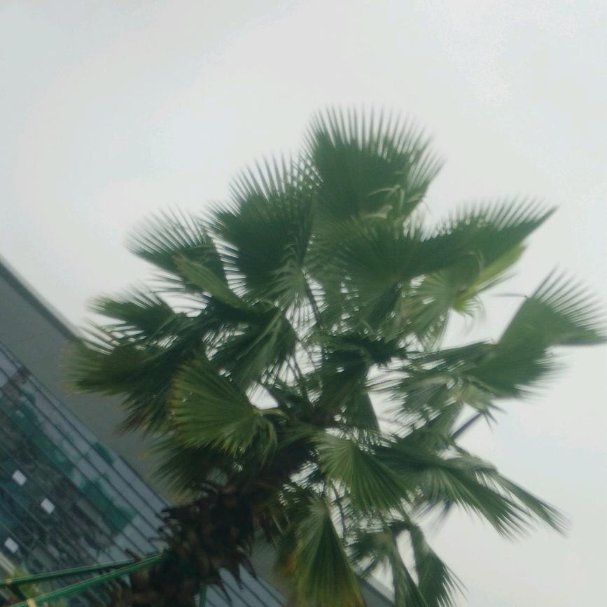 叮咚叮咚