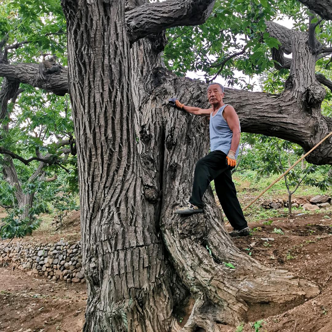 迁西板栗百年老树