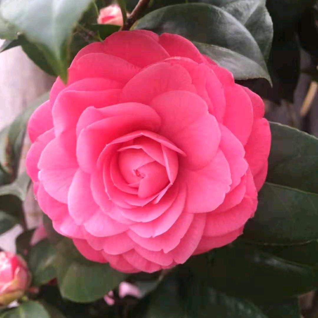 陈林花