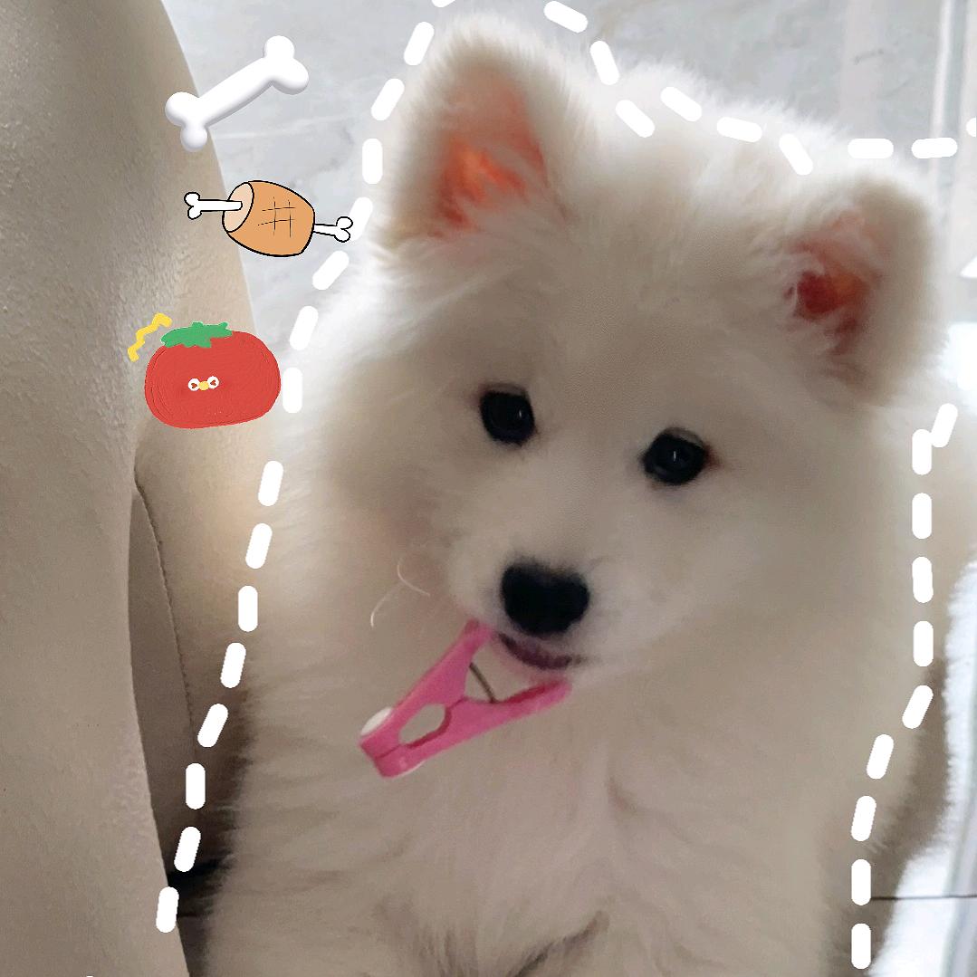 一只番茄仔🍅