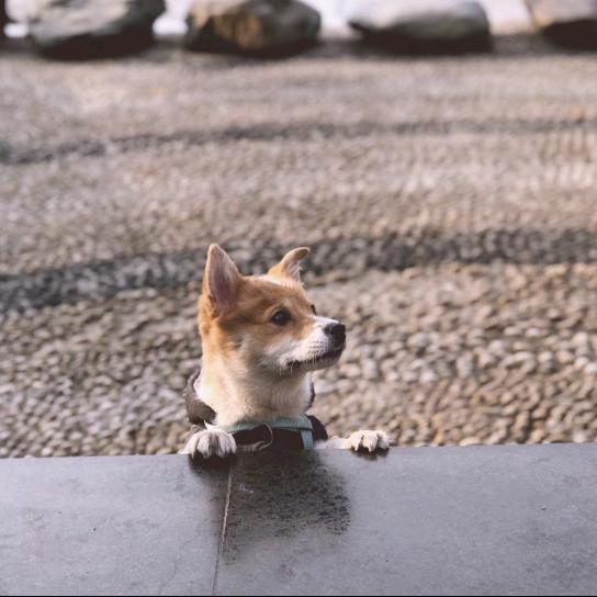 Starr跳起来加薪✨